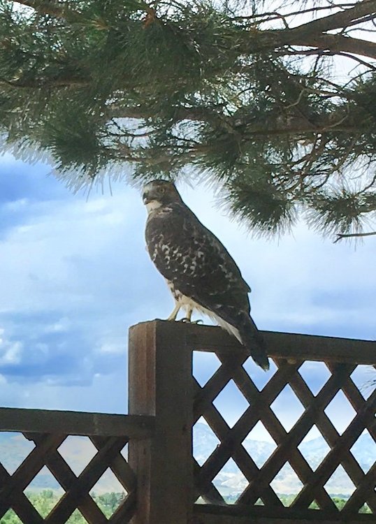 hawk zoomed in July 2019.jpg