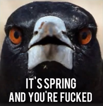 magpie01.png