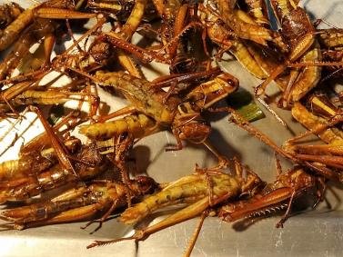 Fried Grasshoppers.jpg