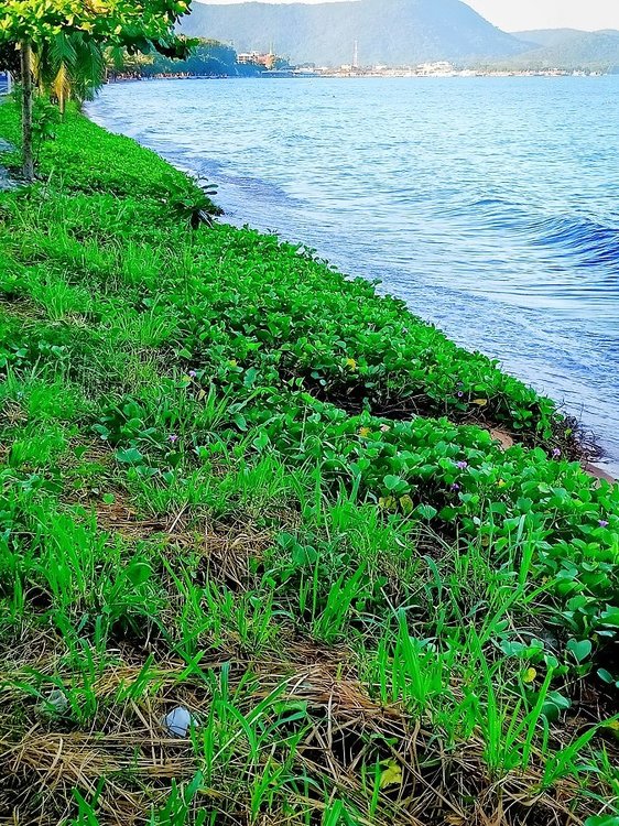 High Tide Green Grass.jpg