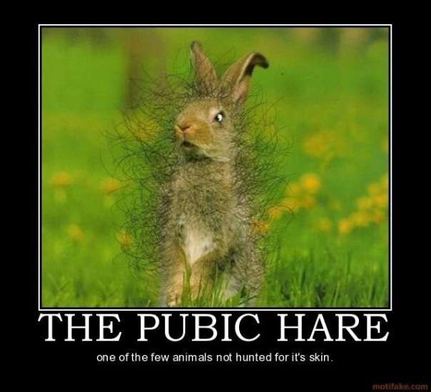 Pubic Hare.jpg