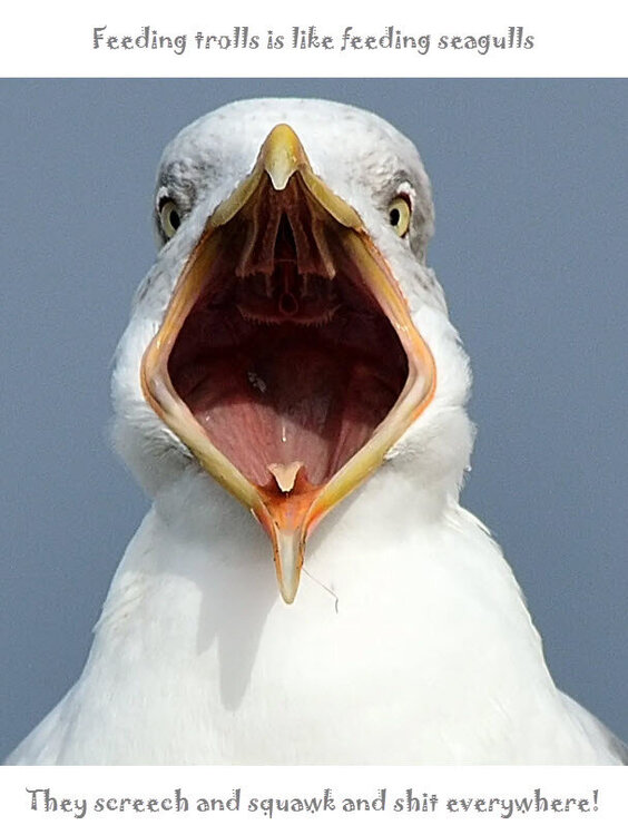 seagull.jpg