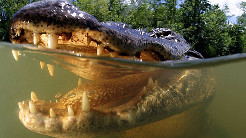 http___cdn.cnn.com_cnnnext_dam_assets_220503183156-01-alligator-attack-survival-top.jpg