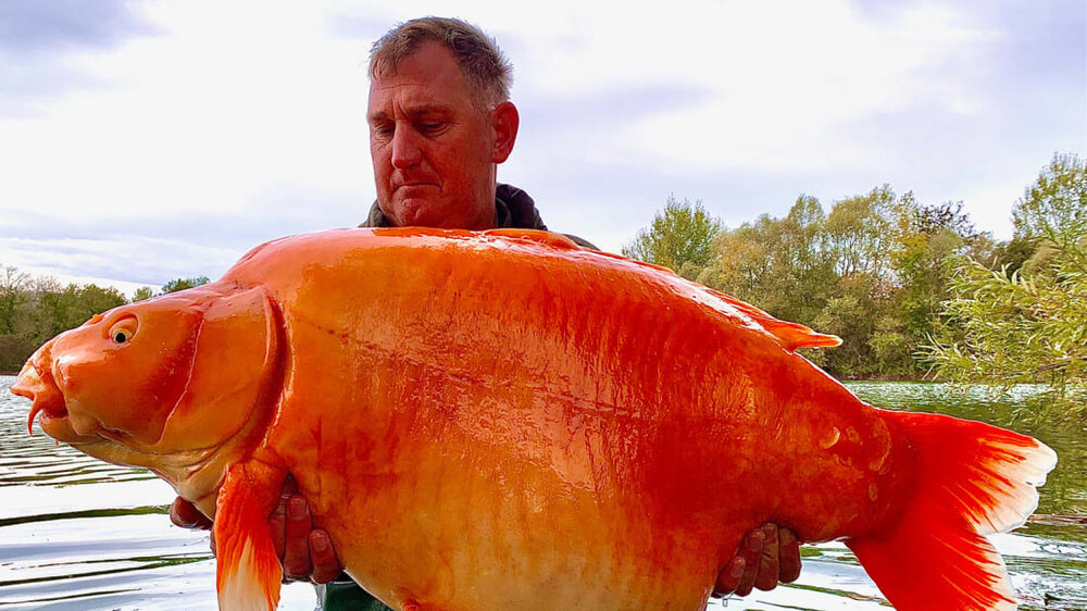 http___cdn.cnn.com_cnnnext_dam_assets_221123105542-fisherman-catches-giant-goldfish-restricted.jpg