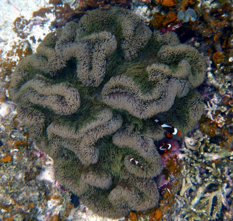 IMG_1853soft coral.edit.jpg
