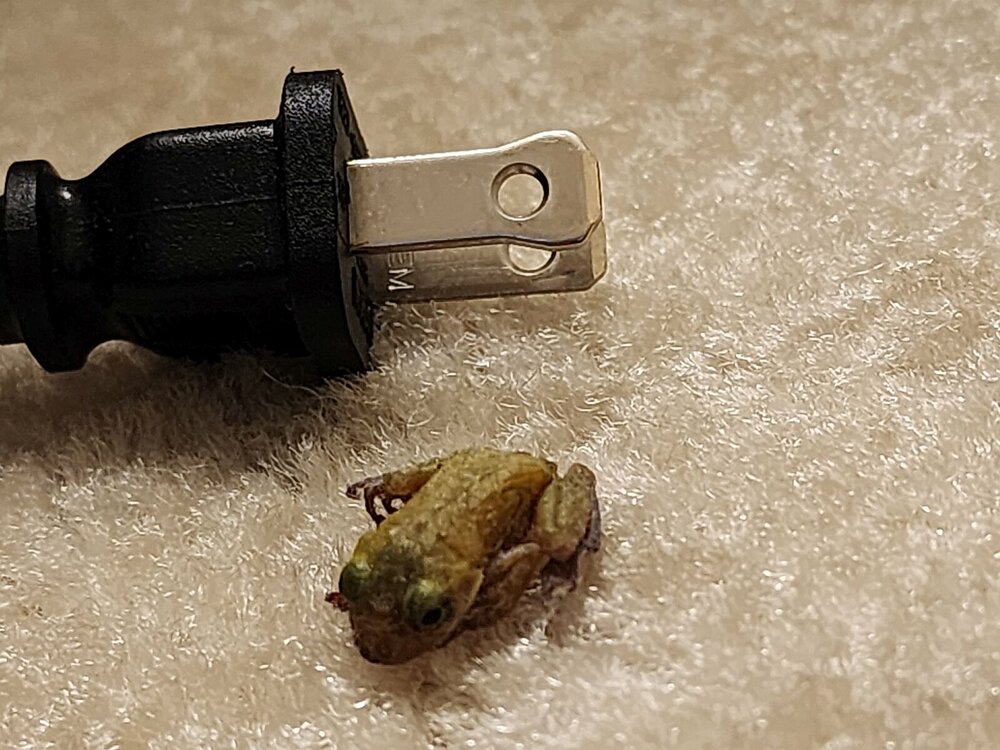 toad plug.jpg