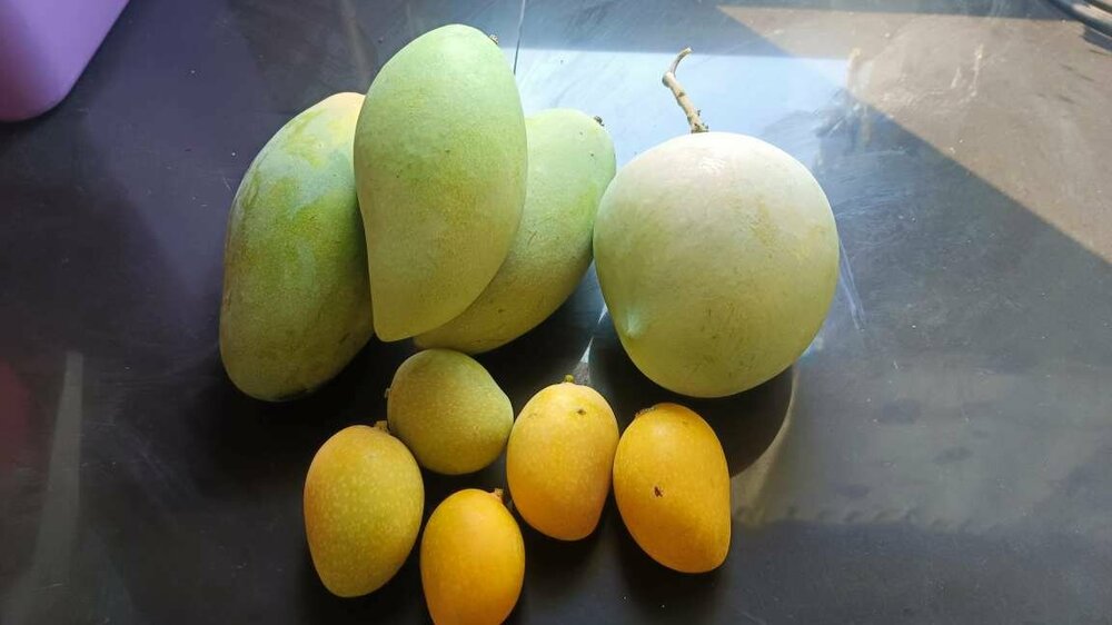 3 x mangoes.jpg