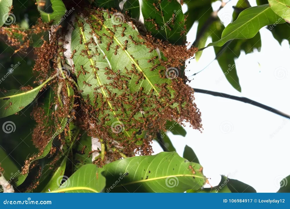 nest-red-ant-mango-tree-106984917.webp