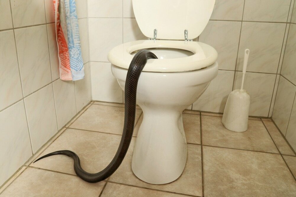 snake-in-toilet-bowl.jpg